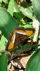 Adelpha cytherea
