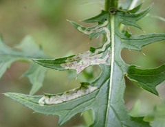 Phytomyza albiceps group