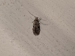 Taygete attributella