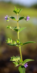 Trichostema brachiatum