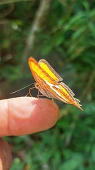 Adelpha cytherea