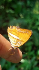 Adelpha cytherea