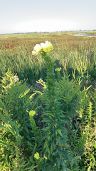 Oenothera