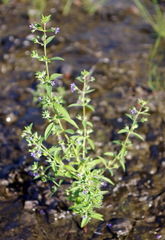 Trichostema brachiatum