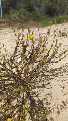 Verbascum pinnatifidum
