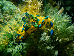 Tambja verconis