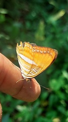 Adelpha cytherea