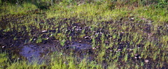 Trichostema brachiatum