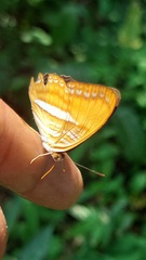 Adelpha cytherea