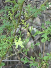 Xanthosia stellata