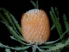 Banksia prionotes
