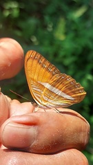 Adelpha cytherea