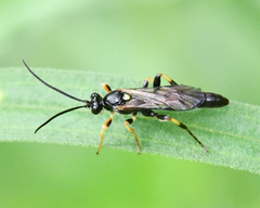 Cratichneumon
