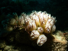 Botrylloides magnicoecus