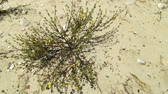 Verbascum pinnatifidum