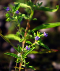 Trichostema brachiatum