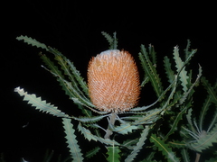 Banksia prionotes