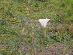 Datura ceratocaula