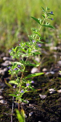 Trichostema brachiatum