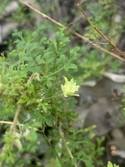 Xanthosia stellata