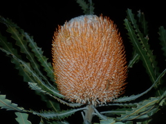 Banksia prionotes