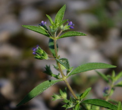 Trichostema brachiatum