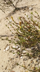 Verbascum pinnatifidum