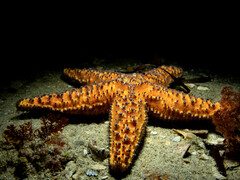 Uniophora granifera