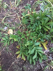 Potentilla longifolia