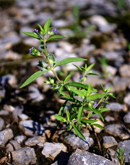 Trichostema brachiatum