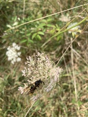 Vespula vidua