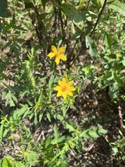 Bidens aristosa