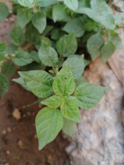 Parietaria judaica
