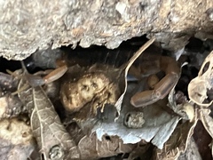 Centruroides vittatus