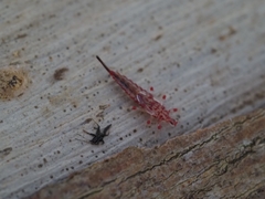 Idolothrips spectrum