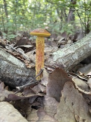 Aureoboletus betula