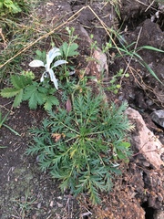 Potentilla tergemina