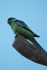 Barnardius zonarius