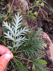 Potentilla tergemina