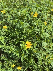 Bidens aristosa