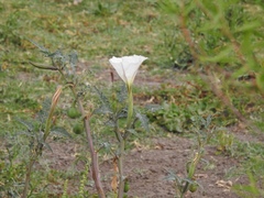 Datura ceratocaula