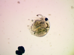 Bosmina longirostris