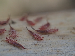 Idolothrips spectrum