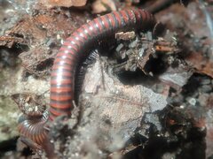 Pachyiulus hungaricus