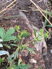 Potentilla tergemina