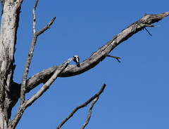 Gymnorhina tibicen