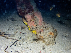 Pempheris multiradiata