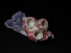 Megabalanus coccopoma