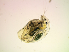 Acroperus harpae