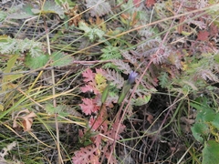 Gentianopsis barbata